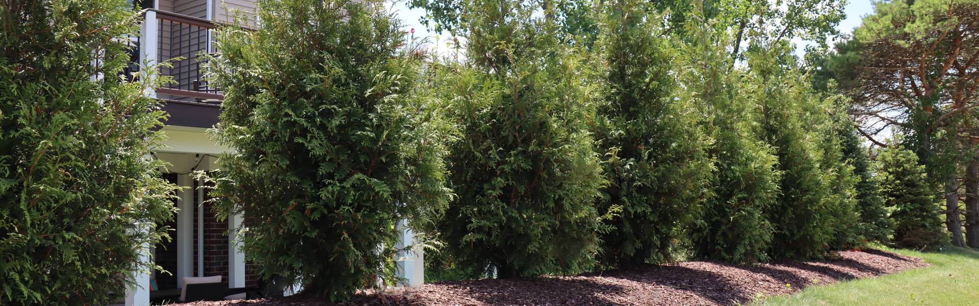 Create Your Perfect Privacy Screen with Evergreen Plantings